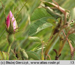 Rosa gallica (róża francuska)