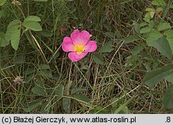 Rosa gallica (róża francuska)