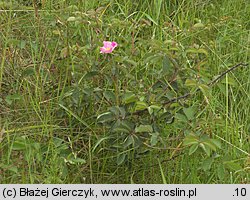 Rosa gallica (róża francuska)