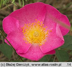Rosa gallica (róża francuska)