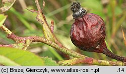 Rosa gallica (róża francuska)