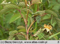 Rosa gallica (róża francuska)