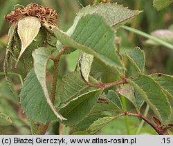 Rosa gallica (róża francuska)