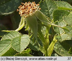 Rosa rubiginosa (róża rdzawa)