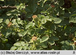 Rosa rubiginosa (róża rdzawa)