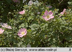 Rosa rubiginosa (róża rdzawa)