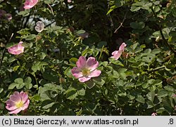 Rosa rubiginosa (róża rdzawa)