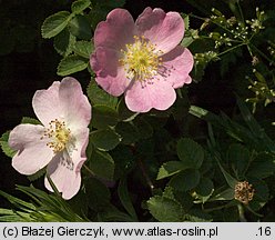 Rosa rubiginosa (róża rdzawa)