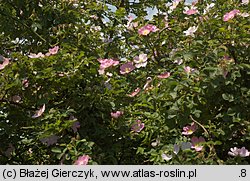 Rosa rubiginosa (róża rdzawa)