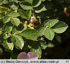 Rosa rubiginosa (róża rdzawa)