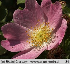 Rosa rubiginosa (róża rdzawa)