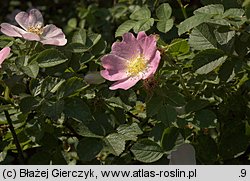 Rosa rubiginosa (róża rdzawa)