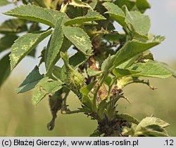 Rosa sherardii (róża zapoznana)