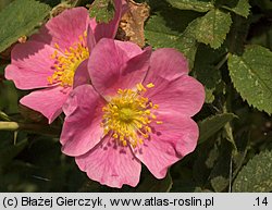 Rosa sherardii (róża zapoznana)