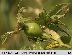 Rosa sherardii (róża zapoznana)