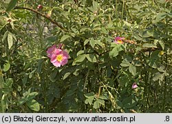 Rosa sherardii (róża zapoznana)