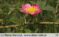 Rosa sherardii (róża zapoznana)