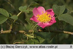 Rosa sherardii (róża zapoznana)