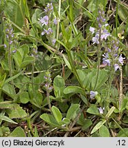 Veronica officinalis (przetacznik leśny)