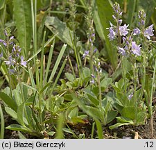 Veronica officinalis (przetacznik leśny)