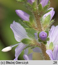 Veronica officinalis (przetacznik leśny)