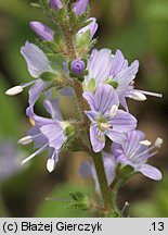 Veronica officinalis (przetacznik leśny)