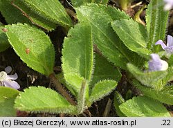 Veronica officinalis (przetacznik leśny)