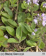 Veronica officinalis (przetacznik leśny)