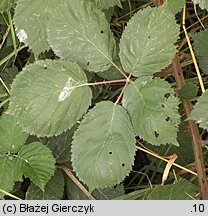 Rubus armeniacus (jeżyna kaukaska)