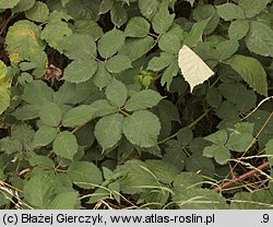 Rubus armeniacus (jeżyna kaukaska)