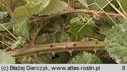 Rubus armeniacus (jeżyna kaukaska)