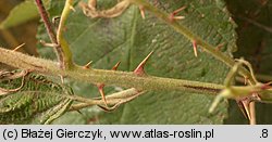 Rubus armeniacus (jeżyna kaukaska)