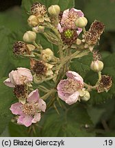 Rubus armeniacus (jeżyna kaukaska)