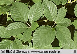 Rubus chaerophyllus (jeżyna świerząbkowata)