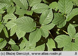 Rubus chaerophyllus (jeżyna świerząbkowata)