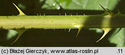 Rubus chaerophyllus (jeżyna świerząbkowata)