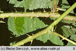 Rubus chaerophyllus (jeżyna świerząbkowata)