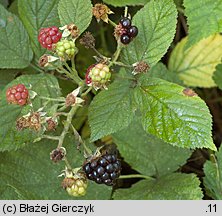 Rubus chaerophyllus (jeżyna świerząbkowata)