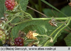 Rubus chaerophyllus (jeżyna świerząbkowata)