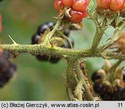 Rubus angustipaniculatus (jeżyna rombolistna)