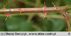 Rubus angustipaniculatus (jeżyna rombolistna)