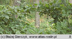 Rubus angustipaniculatus (jeżyna rombolistna)