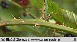 Rubus angustipaniculatus (jeżyna rombolistna)