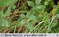 Rubus angustipaniculatus (jeżyna rombolistna)