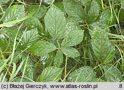 Rubus angustipaniculatus (jeżyna rombolistna)