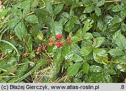 Rubus angustipaniculatus (jeżyna rombolistna)