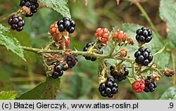 Rubus angustipaniculatus (jeżyna rombolistna)