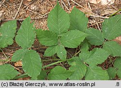 Rubus chaerophylloides (jeżyna świerząbkolistna)