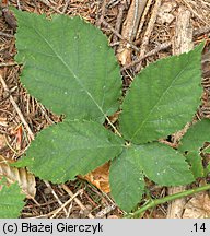 Rubus chaerophylloides (jeżyna świerząbkolistna)