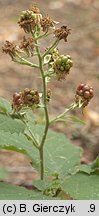 Rubus chaerophylloides (jeżyna świerząbkolistna)